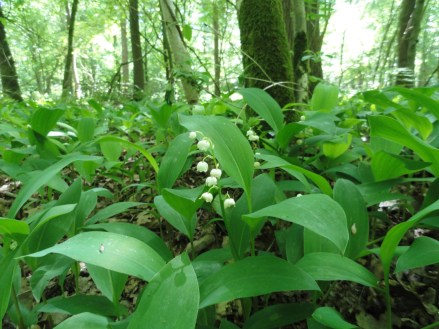 lelietjee-van-dalen-in-het-bos