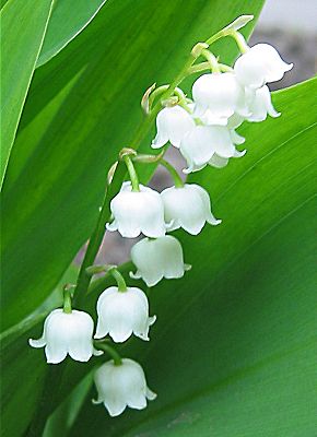 lelietjevandalenplantdetail