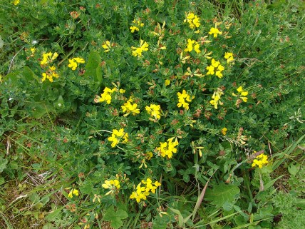 lotus-corniculatusg-gewone-rolklaver-01