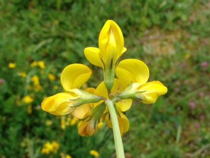 lotus-corniculatusg-gewone-rolklaver-05