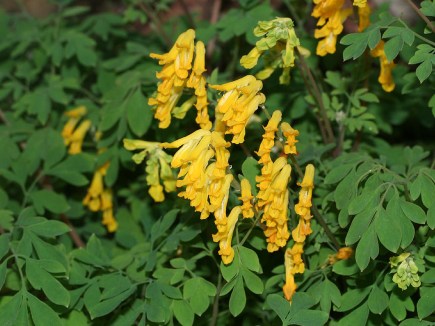 pseudofumaria-lutea-gele-helmbloem-02
