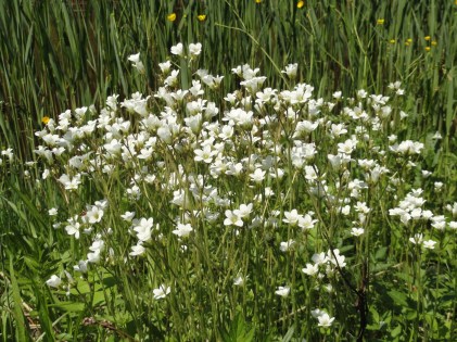 volop-bloemen-knolsteenbreek