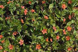 266px-anagallis_arvensis-01_xndr