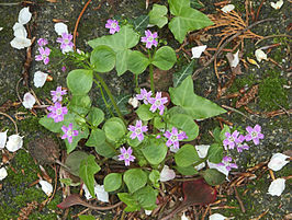 266px-claytonia_sibirica_plant_roze_winterpostelein_plant