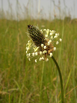 266px-plantago_lanceolata_inflorescense