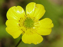 266px-ranunculus_acris1
