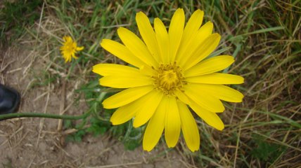 949d6707d6f44e64a9cfdf555991e210-om