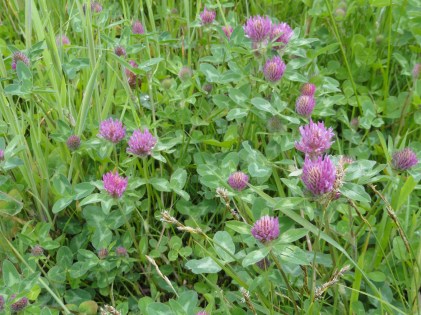 bloeiende-rode-klaver