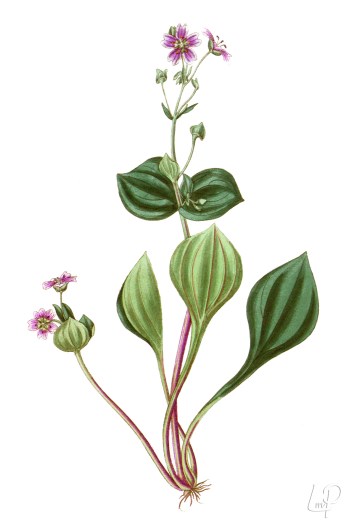 botanische-tekening-extragr-roze-winterpostelein