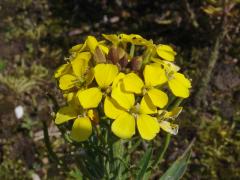 erysimum-cheiri-muurbloem-07819