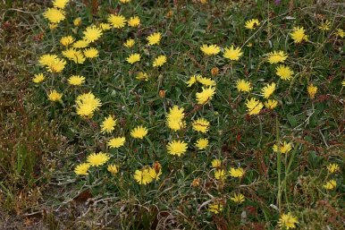 hieracium-pulsillum-schiermonnikoog-010