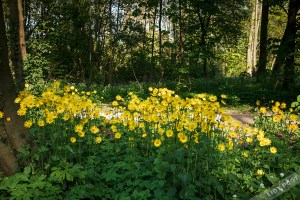 img_3399-gr-weegbreezonnebloem