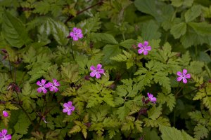 img_6473-geranium-robertianum