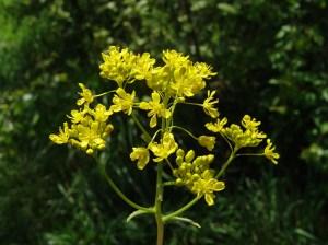 isatis-tinctoria-wede-02