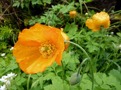 meconopsis_cambrica