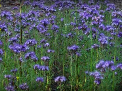 phacelia1