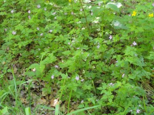 plantengroep-robertskruid