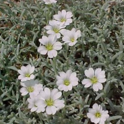 viltige-hoornbloem-4