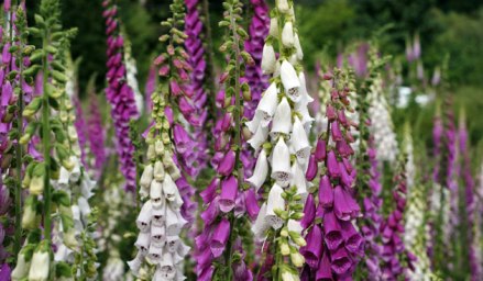 vingerhoedskruid-digitalis-shutterstock-groot