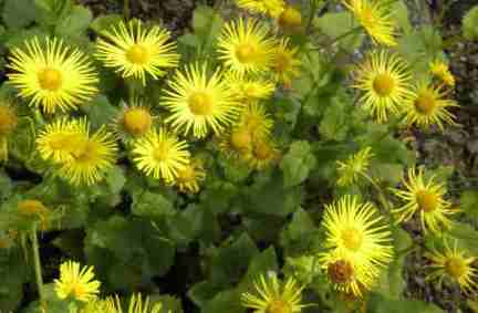 weegbreezonnebloem50