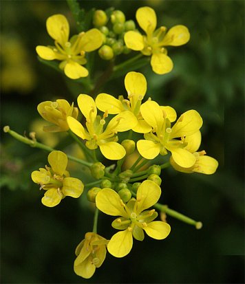 akkerkers-100822-051