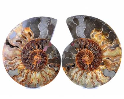 ammoniet-doorgezaagd-en-gepolijst