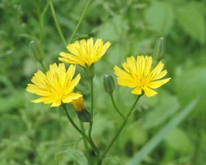 bloemen-akkerkool