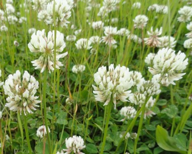 bloemen-witte-klaver1