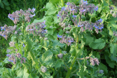 borago1-1
