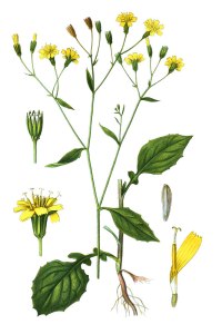 botanische-tekening-gr-akkerkool