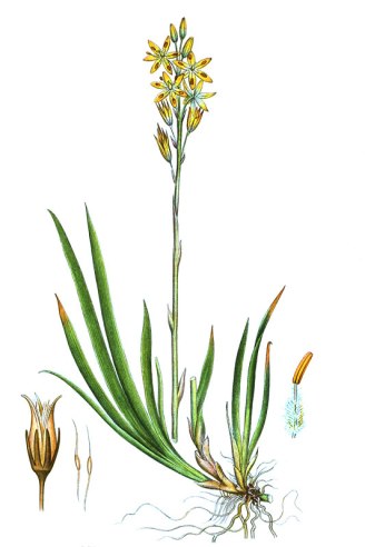 botanische-tekening-gr-beenbreek