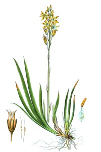 botanische-tekening-gr-beenbreek