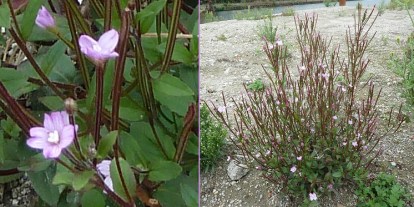 donkergroene_basterdwederik_01