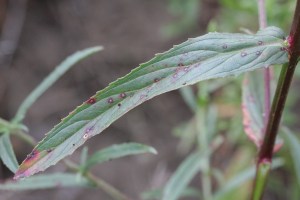 epilobium-lanceolatum-2-lancetbladige-basterdwederik-saxifraga-rutger-barendse