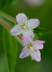 epilobium_tetragonum_flower_kantige_basterdwederik_bloemen