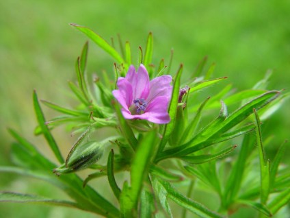 geranium-dissectum-05-slipbladige_ooievaarsbek1-h4