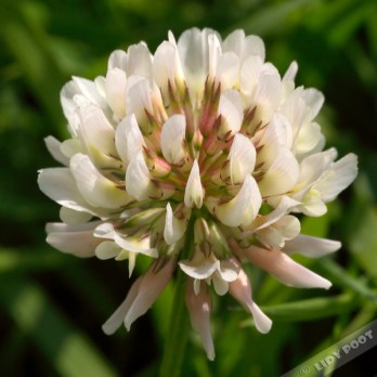 img_0623-gr-witte-klaver