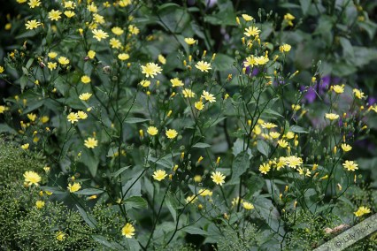 img_2424-gr-akkerkool