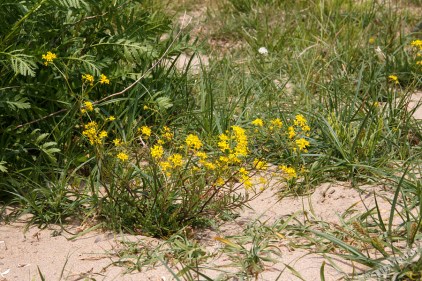 img_4173-gr-akkerkers