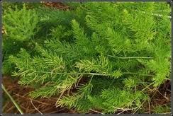 liggende-asperge-15521987