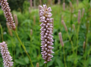 polygonum-bistorta-adderwortel-03
