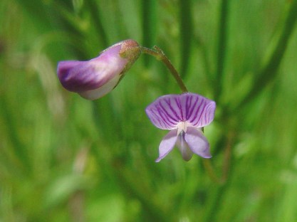 vicia-tetrasperma-vierzadige-wikke-04