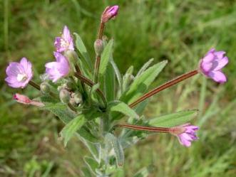 viltige_basterdwederik_0