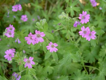 zachte_ooievaarsbek_1