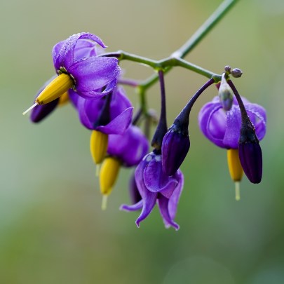 4195324642_629e060a2c_b