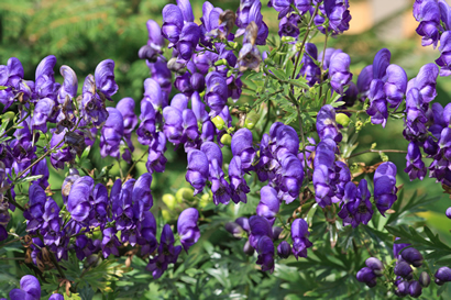 aconitum