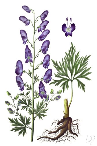 botanische-tekening-extragr-blauwe-monnikskap