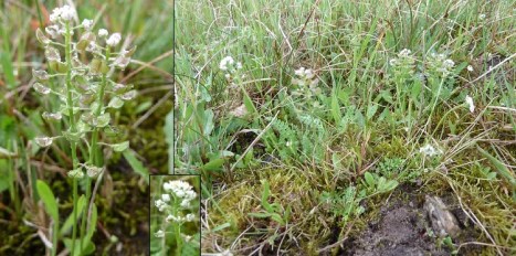 klein_tasjeskruid_01